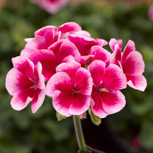 ゼラニウム タンゴ｜WEBカタログ｜未来アグリス株式会社|未来アグリス