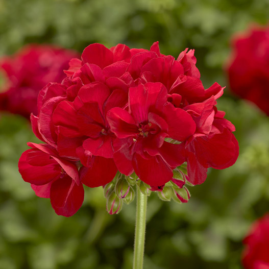 ゼラニウム　アメリカーナNEO 