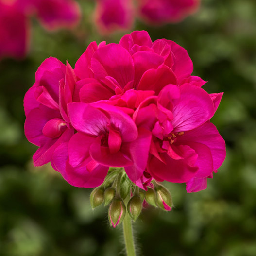 ゼラニウム　アメリカーナNEO 