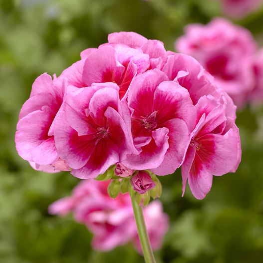 ゼラニウム　カリオペ 