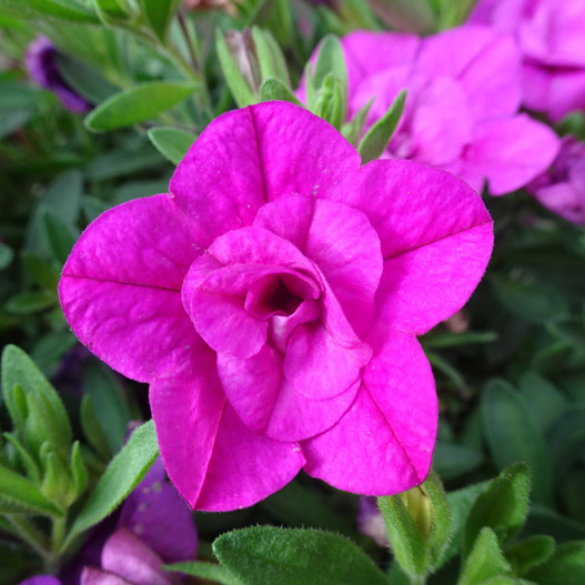 カリブラコア　カリーダブル 