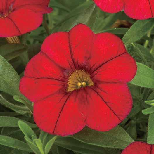 カリブラコア　カリー 