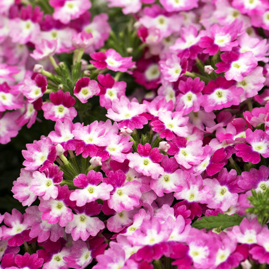 バーベナ　ハリケーン 