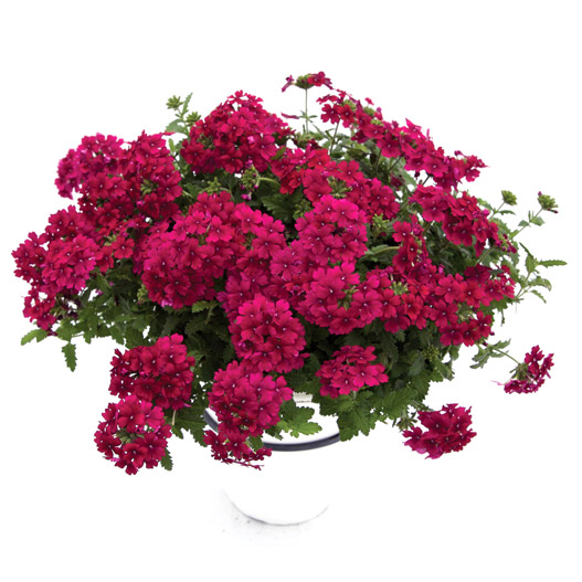 バーベナ　エストレラ 