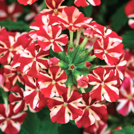 バーベナ　エストレラ 