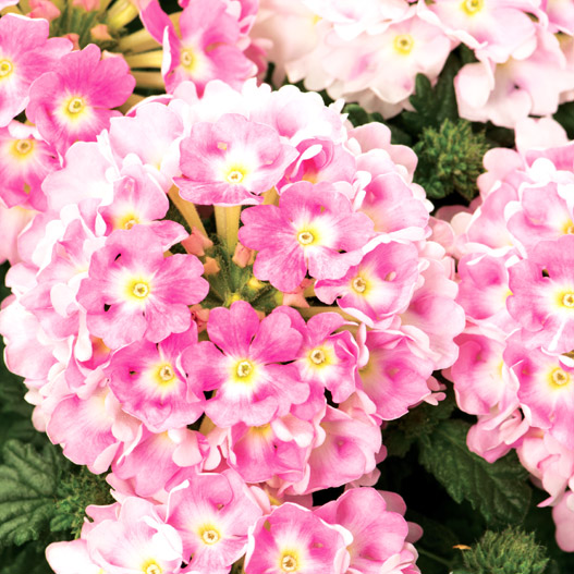 バーベナ　エストレラ 