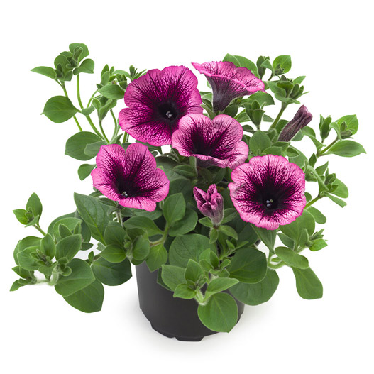 ペチュニア　ティー 