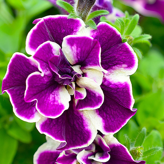 ペチュニア　ダブルスタッフ 