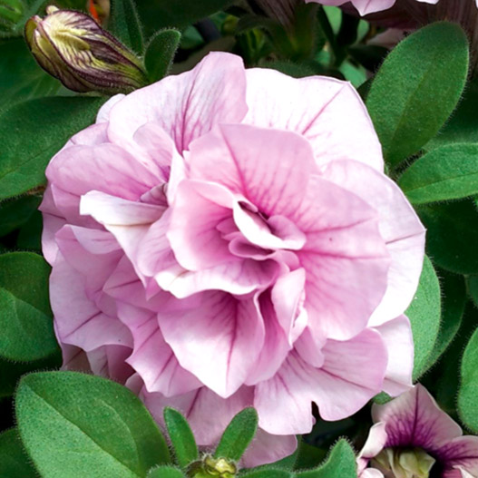 ペチュニア　スウィートサンシャイン 