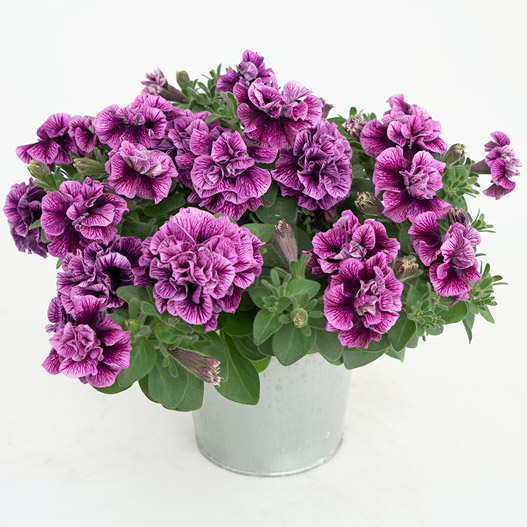 ペチュニア　スウィートサンシャイン 