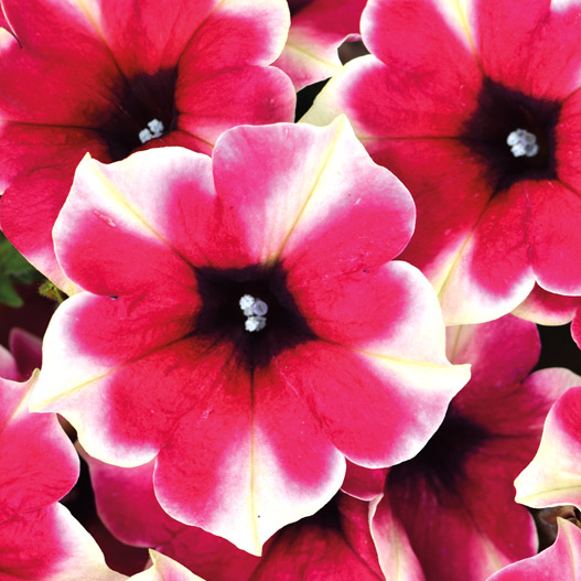 ペチュニア　クレイジーチュニア 