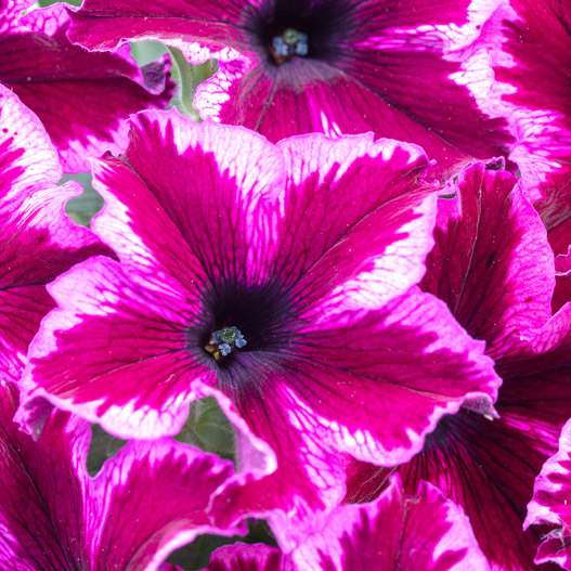 ペチュニア　クレイジーチュニア 