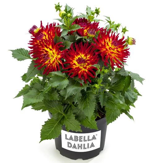 ダリア　ラベラ・マジョーレ 