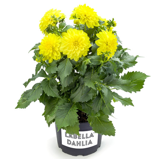 ダリア　ラベラ・マジョーレ 