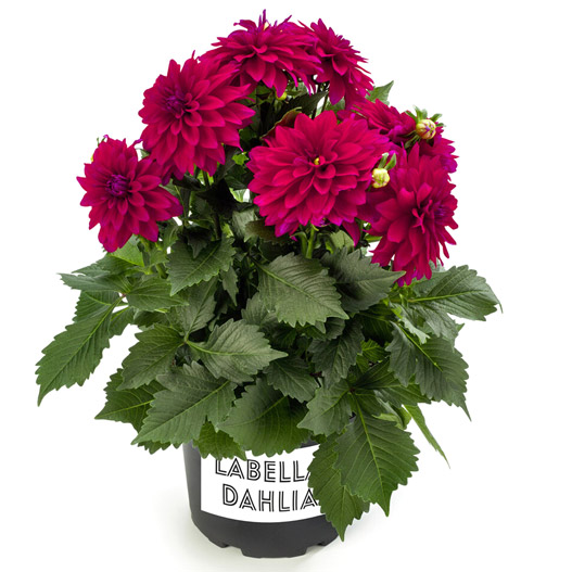 ダリア　ラベラ・マジョーレ 