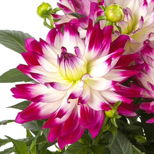 ダリア　ラベラ・マジョーレ 