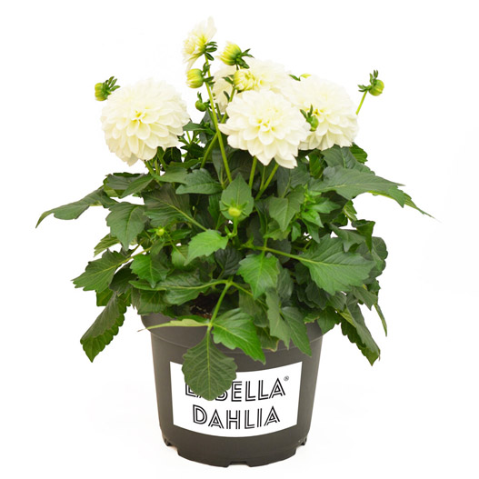 ダリア　ラベラ・マジョーレ 