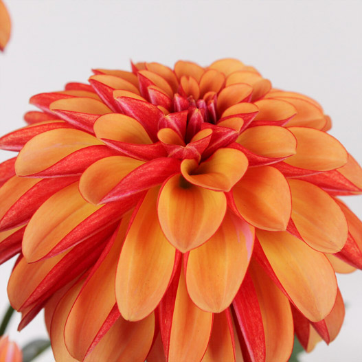 ダリア　ラベラ・グランデ 