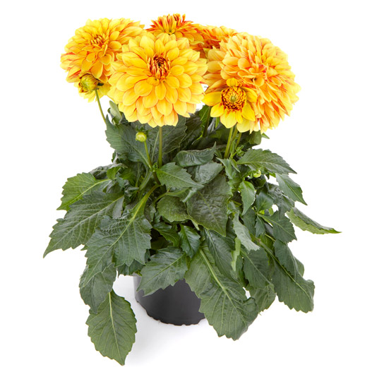 ダリア　ラベラ・グランデ 