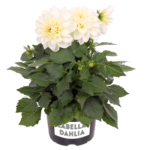 ダリア　ラベラ・ミディオ 