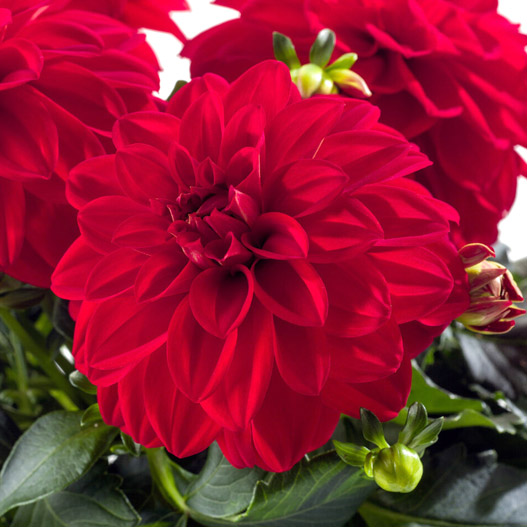 ダリア　ラベラ・ミディオ 