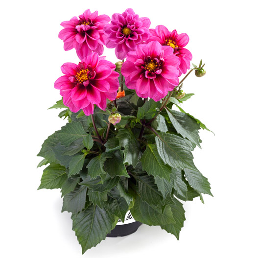 ダリア　ラベラ・ミディオ 