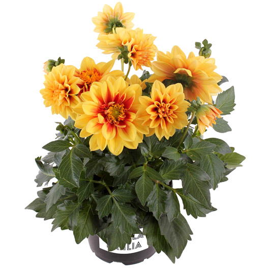 ダリア　ラベラ・ミディオ 