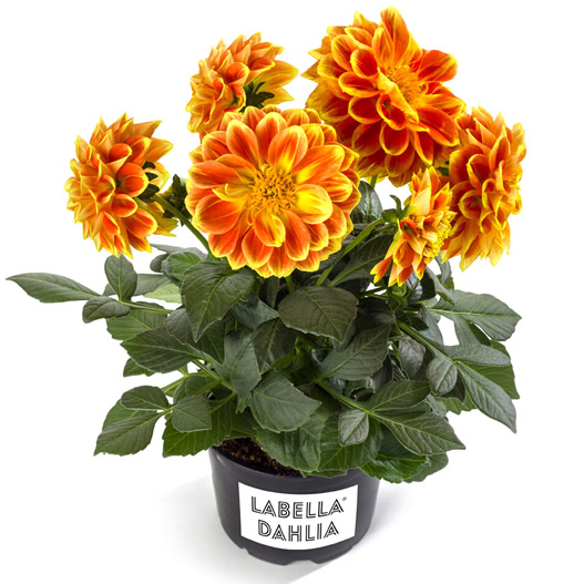 ダリア　ラベラ・ミディオ 