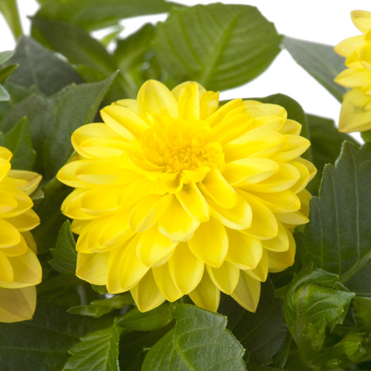 ダリア　ラベラ・ピッコロ 