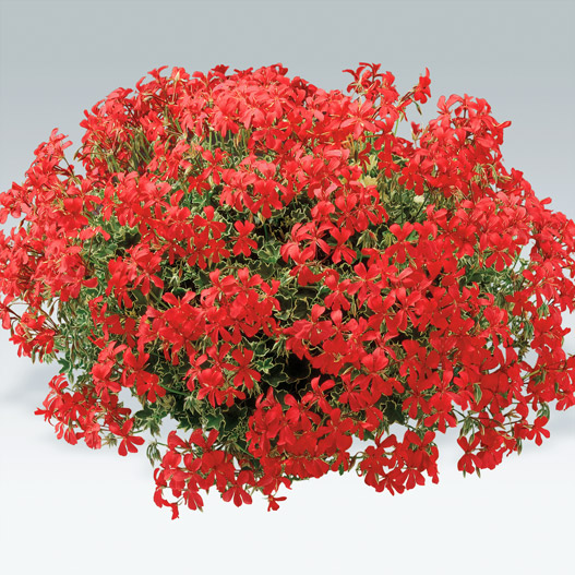 アイビーゼラニウム　ハッピーフェイス 