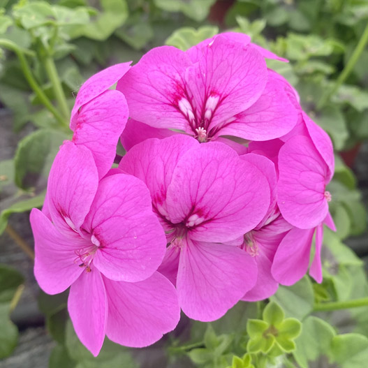 アイビーゼラニウム　ハッピーフェイス 