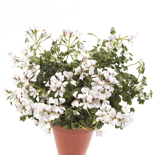 アイビーゼラニウム　ハッピーフェイス 