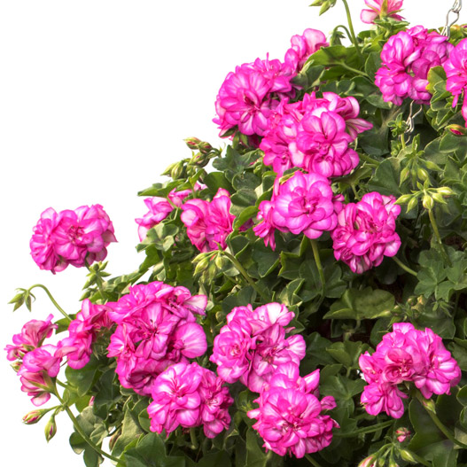 アイビーゼラニウム　シビル 