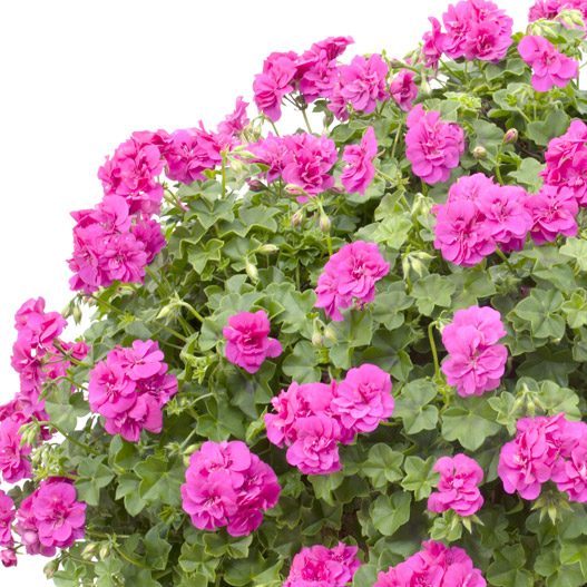 アイビーゼラニウム　シビル 