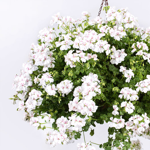 アイビーゼラニウム　シビル 