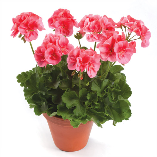 ゼラニウム　ツーインワン 