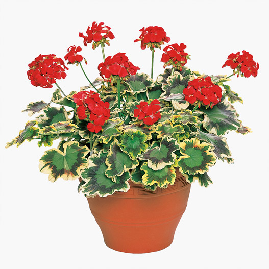 ゼラニウム　ファンシーリーフ 