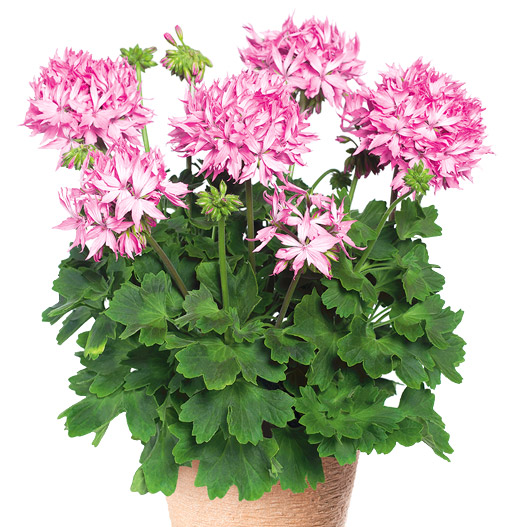 ゼラニウム　ファイヤーワークス　ピンク（4/8）【鉢物】 ゼラニウム ファイヤーワークス ピンク（4/8）【鉢物】