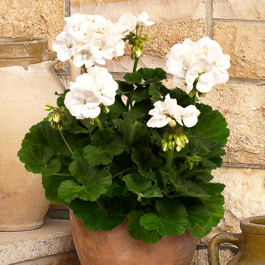 ゼラニウム　ダークライン 