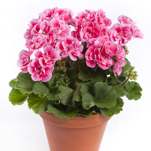 ゼラニウム　ダークライン 