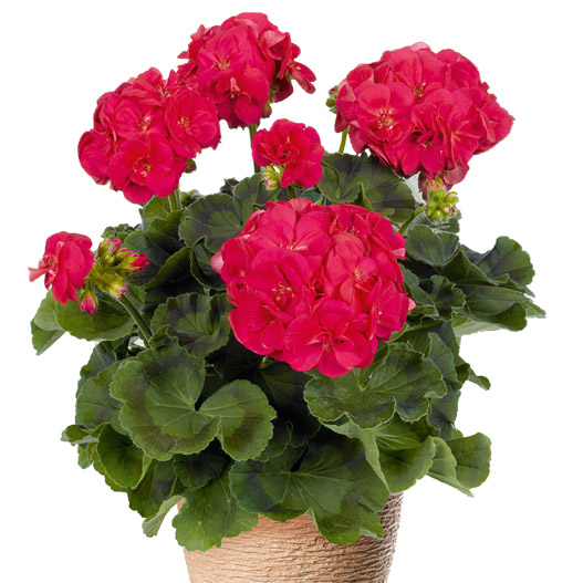 ゼラニウム　クオリティ 