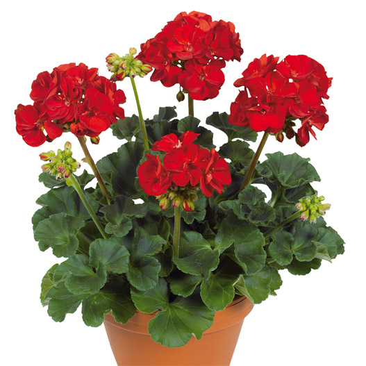 ゼラニウム　クオリティ 