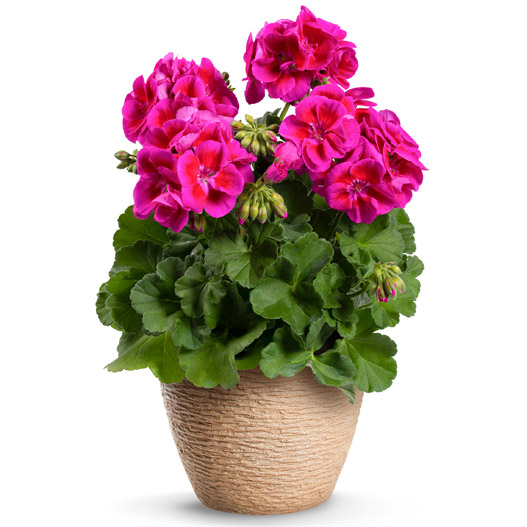 ゼラニウム　クオリティ 