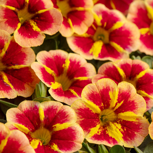 カリブラコア　セレブレーション 