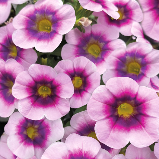 カリブラコア　セレブレーション 