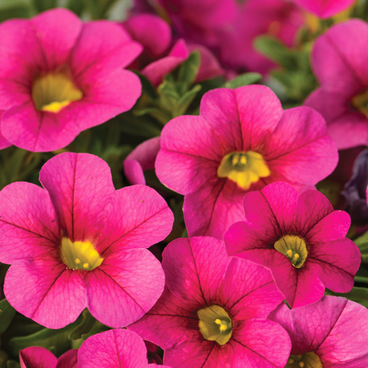 カリブラコア　セレブレーション 