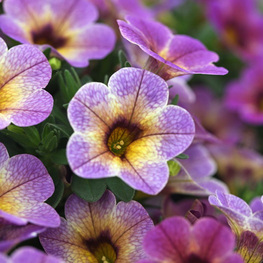 カリブラコア　カメレオン 