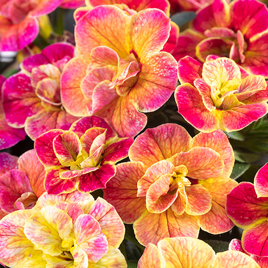 カリブラコア　カメレオン 