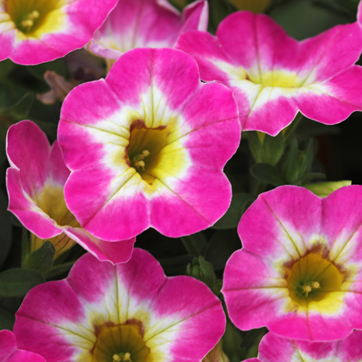 カリブラコア　カメレオン 