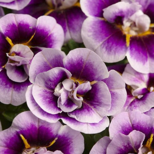 カリブラコア　カリタスティックダブル 